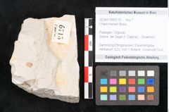 Foto (Objekt + Etikett) von Chara meriani Braun (NHMW-GEO-2024-0188-6715)